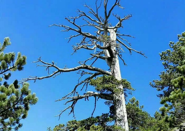 قدیمی ترین درخت اروپا.سایت نوجوان ها (1)